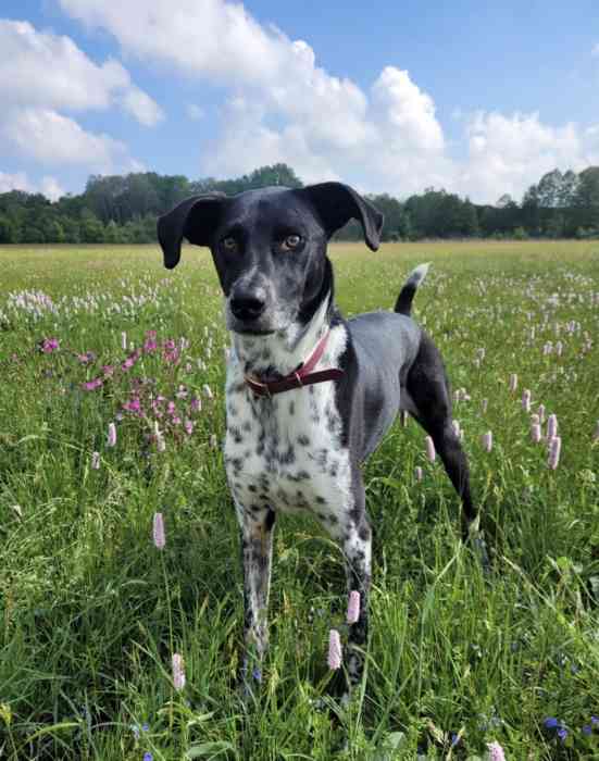 Schulhund Chara